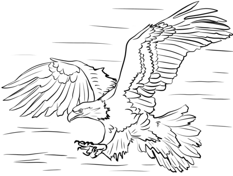 Bald Eagle Diving For Prey Coloring Page